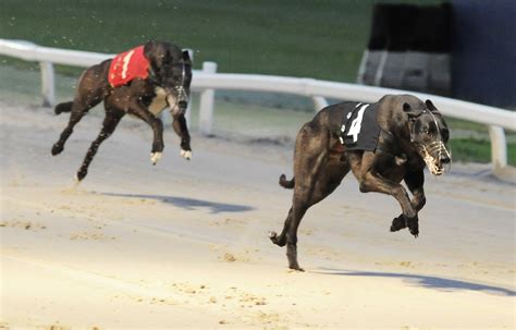 english greyhound derby 2021|UPDATED: (with videos) DERBY RESULTS & SEMIS .